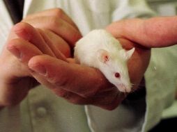 Primero, los investigadores administraron citalopram a ratones viejos con daños cerebrales semejantes a Alzheimer. ARCHIVO /