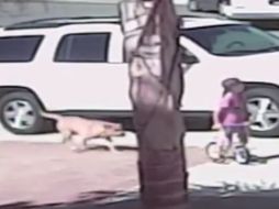 En la imagen se muestra el momento en el que el perro atacaría al pequeño. ESPECIAL /