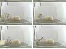 Los ratones estaban al punto donde se les tenía que dar de comer manualmente. ARCHIVO /