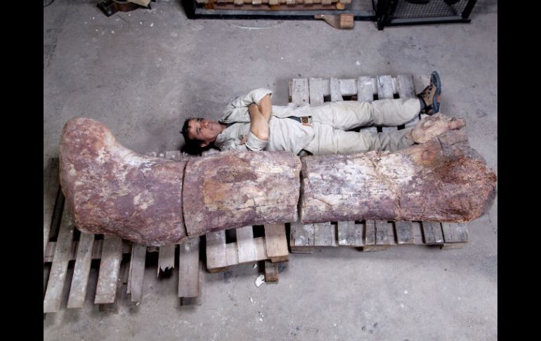 Es el hallazgo más completo de este tipo de dinosaurio a nivel mundial. AP /