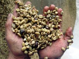 La roya es un hongo altamente contagioso debido a las esporas dispersas en el viento; el clima lluvioso agrava el problema. ARCHIVO /