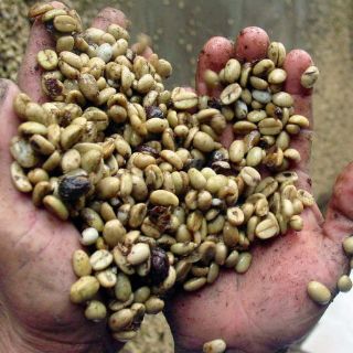 Centroamérica, afectada por enfermedad del café