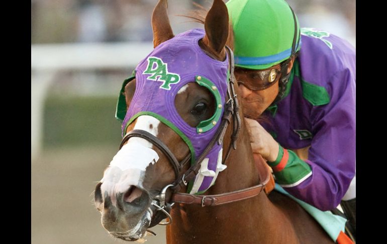 El potro California Chrome, montado por el mexicano Víctor Espinoza, usó las tiritas en su racha de seis victorias. AP /