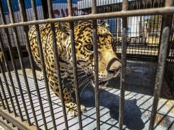 El municipio de Zapopan contempla multas que oscilan en seis mil pesos en casos de maltrato animal. ARCHIVO /