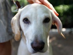 Organizaciones pro derecho animal y usuarios de redes sociales piden manifestarse contra el maltrato animal. ARCHIVO /