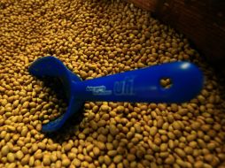 Los frijoles por ejemplo, son ricos en ácido fólico, magnesio, fibra, entre otros. ARCHIVO /