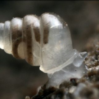 Top 10 de nuevas especies descubiertas en 2013