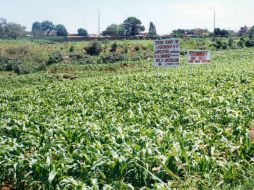 Como consecuencia del avance en la agricultura, las actividades primarias se incrementaron 6.8 por ciento a tasa anual. ARCHIVO /