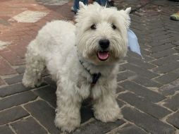 El reglamento vigente en el municipio de Zapopan sanciona el maltrato a los animales. ARCHIVO /