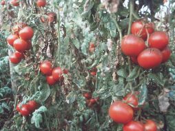 El jitomate UdeG Campeón es un proyecto que nació en 2004 con el apoyo de estudiantes y académicos. ARCHIVO /
