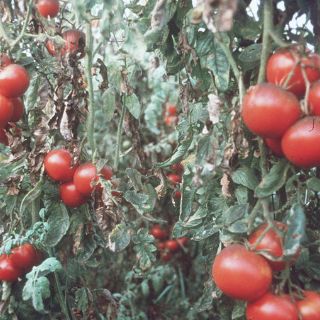 Universitarios crean un jitomate resistente a los virus