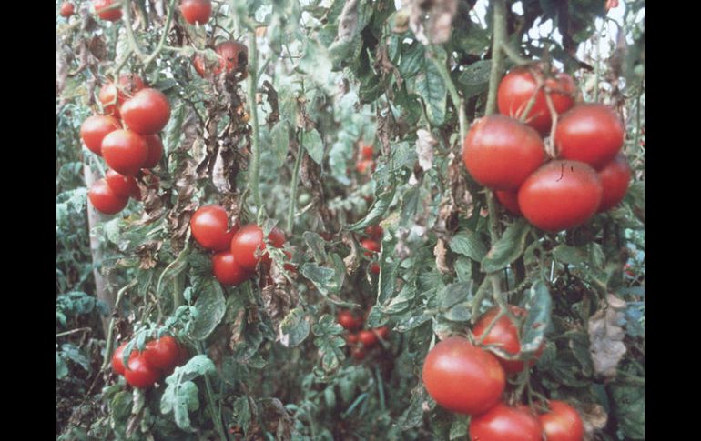 El jitomate UdeG Campeón es un proyecto que nació en 2004 con el apoyo de estudiantes y académicos. ARCHIVO /