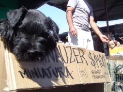 En el tianguis 'El Baratillo' se comercializan diferentes tipos de animales. ARCHIVO /