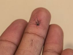 Del 11 al 17 de mayo, Jalisco registra seis nuevos casos de dengue, de los cuales, cinco son de tipo clásico y uno hemorrágico. ARCHIVO /