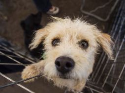 El caso de maltrato animal suscitado en la colonia Tabachines,reavivó el debate entre los ciudadanos sobre la Ley de Protección Animal. ARCHIVO /