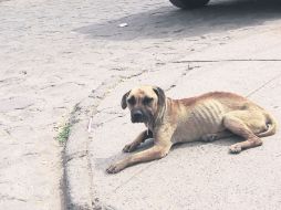 Los Perros Callejeros. Son uno de los problemas más graves que deben atender los municipios.  /