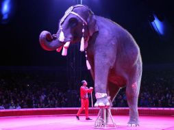 En una próxima iniciativa buscarán incluir la prohibición de los animales en circos. ARCHIVO /
