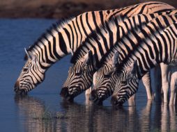 Expertos en vida salvaje, descubrieron mediante tecnología GPS, que casi dos mil cebras realizan un viaje entre Namibia y Botsuana. AP /