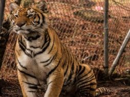 El tigre de bengala figura en la lista del Apéndice II de la Conversación sobre el CITES. Tomada de: @PROFEPA_Mx. ESPECIAL /