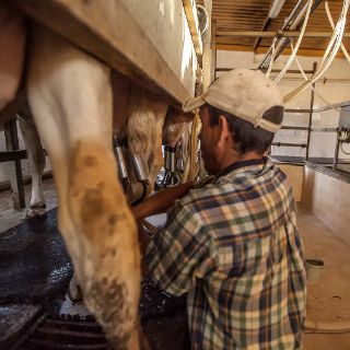 Consumo de leche aumenta capacidad de aprendizaje en niños