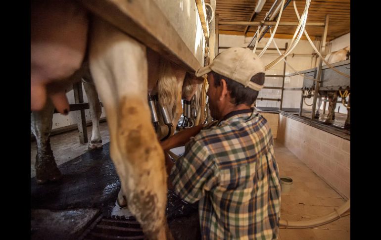 México se ha colocado como el cuarto consumidor de lácteos en América Latina y el tercer productor de leche en la región. ARCHIVO /
