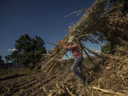 En Baja California Sur se ha implementado un sistema de explotación laboral de corte feudal. ARCHIVO /