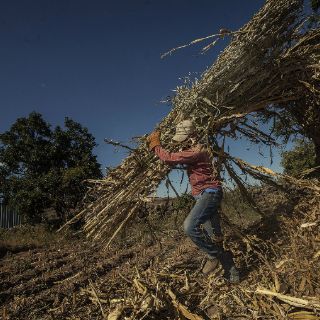 Inconcebible que aún exista esclavitud de jornaleros: PRD