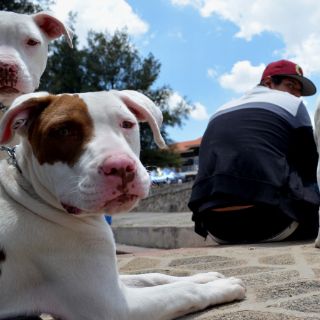 Este domingo se realizó primer ABKC World Class Bully