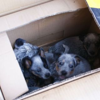 Aseguran boas, aves y perros en El Baratillo