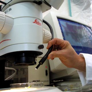 Biotecnología agrícola, palanca para desarrollo alimentario