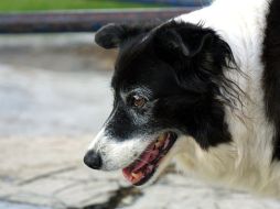 Indican que es importante vigilar a las mascotas en casa durante el verano para detectar garrapatas. ARCHIVO /