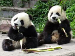 Los osos pandas elegirán a los ganadores al escoger determinada cesta de comida. ARCHIVO /