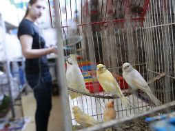 Las especies se encuentran resguardadas en el Centro de Investigación de Vida Silvestre.  /