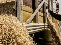 Los subsidios son para poder reactivar de forma masiva la producción de maíz en Jalisco. ARCHIVO /