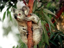 Los koalas buscan sobrevivir a las fuertes olas de calor, que cada vez son más comunes en Australia por el cambio climático. ARCHIVO /