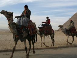 Un estudio sugiere que los dromedarios son agentes intermediarios de la infección. ARCHIVO /