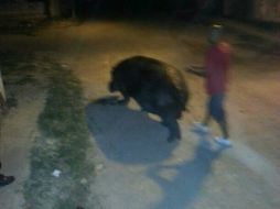 'Popis', nombre del animal, dañó algunos vehículos durante el recorrido que tomó.  /