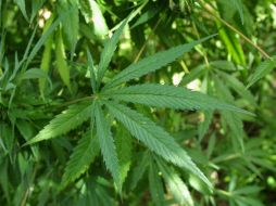 El problema aumenta cuando los jovenes consumen mariguana al mismo tiempo que consumen alcohol, lo que aumenta los accidentes. ARCHIVO /