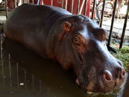 Esta madrugada, 'Popis' un hipopótamo hembra escapó y anduvo por calles de Tlajomulco. ESPECIAL /