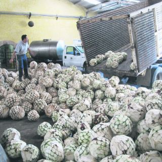 México avanza en cultura de protección intelectual: OMPI