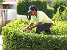 Afirman que las podas que hagan los ciudadanos serán bajo responsabilidad de ellos mismos. ARCHIVO /