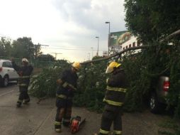 Bomberos trabajan para retirar un árbol que cayó en  la avenida Colón y Ruiseñor. Imgen de @PCYBOMGDL. ESPECIAL /