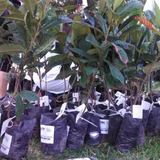 EXTRA y Banamex reforestan Parque Ávila Camacho