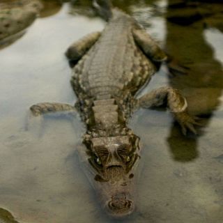 Un hombre es arrancado de su barco por un cocodrilo