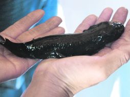 Ajolote. Los investigadores afirman que tomará decenas de años llegar a conclusiones específicas. AFP /