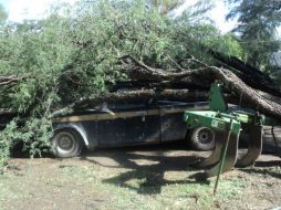 No hubo reporte de personas lesionadas por la caída de los árboles. ESPECIAL /