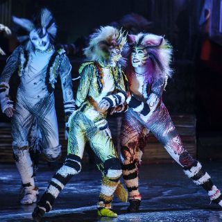 'Cats' concluirá su temporada en DF