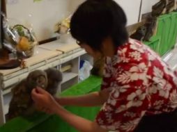 Las aves en el establecimiento han sido criadas por el dueño. ESPECIAL /