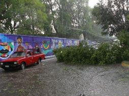 Imagen de uno de los árboles que cayó en la colonia La Palmita.  /