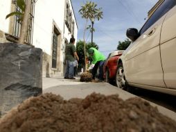 Los árboles son adecuados para banquetas angostas, dan fruto o floración en Primavera y captan gran cantidad de bióxido de carbono.  /